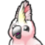 Cockatoo